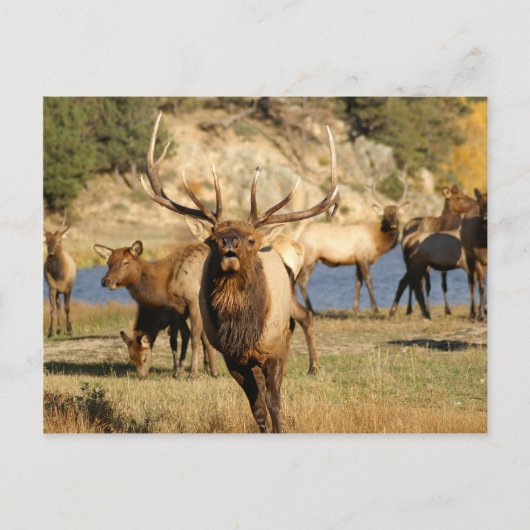 Bullenpugel Postkarte (Vorderseite)