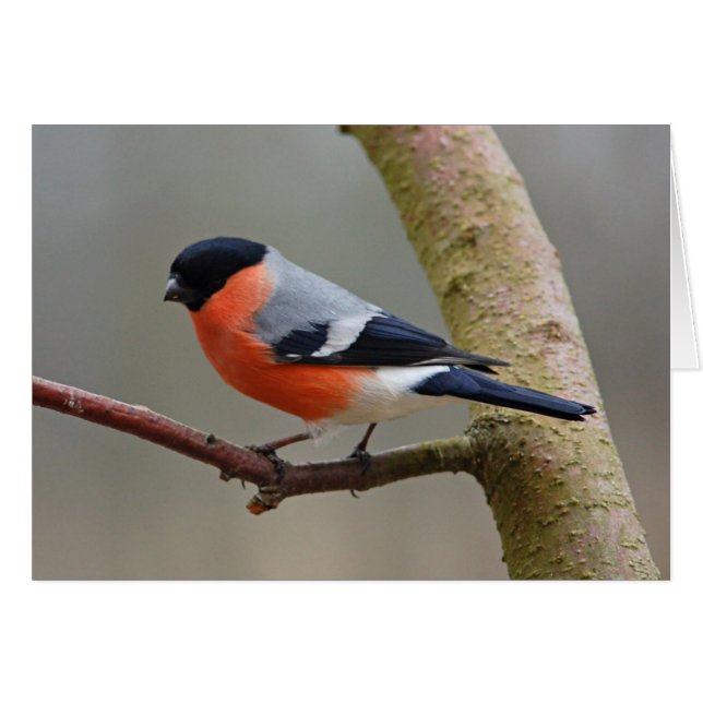 Bullfinch (Vorderseite (Horizontal))