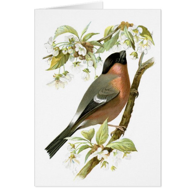 Bullfinch (Vorne)