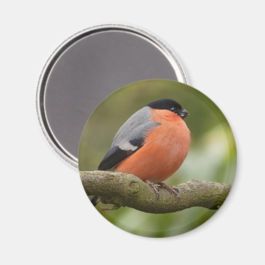 Bullfinch Magnet (Vorderseite/Rückseite)
