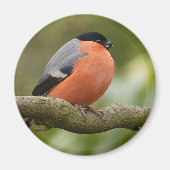 Bullfinch Magnet (Vorne)