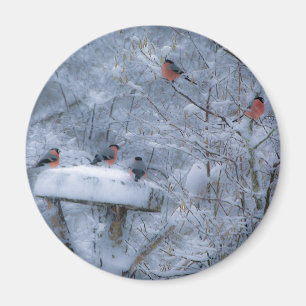 Bullfinch Magnet