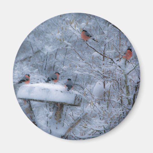 Bullfinch Magnet (Vorne)