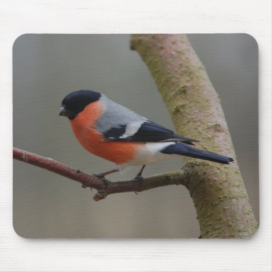 Bullfinch Mousepad (Vorne)