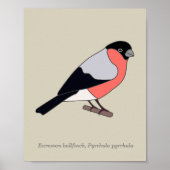 Bullfinch Poster (Vorne)