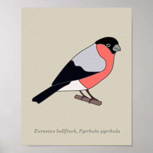 Bullfinch Poster (Vorne)