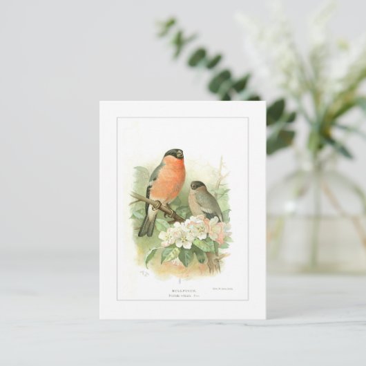 Bullfinch Postkarte (Stehend Vorderseite)