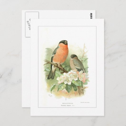 Bullfinch Postkarte (Vorne/Hinten)