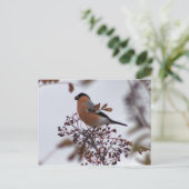 Bullfinch Postkarte (Stehend Vorderseite)