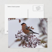 Bullfinch Postkarte (Vorne/Hinten)