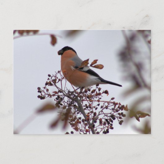 Bullfinch Postkarte (Vorderseite)