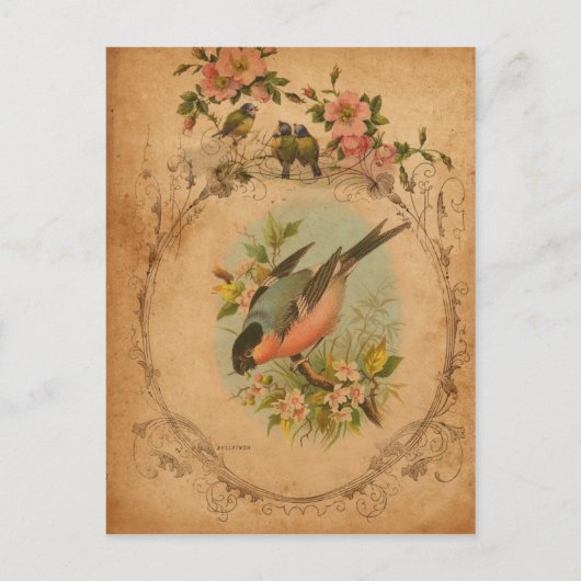 Bullfinch Postkarte (Vorderseite)