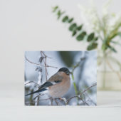 Bullfinch-Postkarte Postkarte (Stehend Vorderseite)