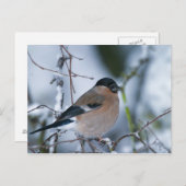 Bullfinch-Postkarte Postkarte (Vorne/Hinten)