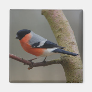 Bullfinchmagnet Magnet