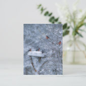Bullfinen Postkarte (Stehend Vorderseite)