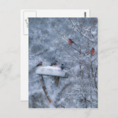 Bullfinen Postkarte (Vorne/Hinten)