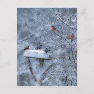 Bullfinen Postkarte
