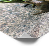 Bullfrog auf Felslandschaft Poster (Ecke)