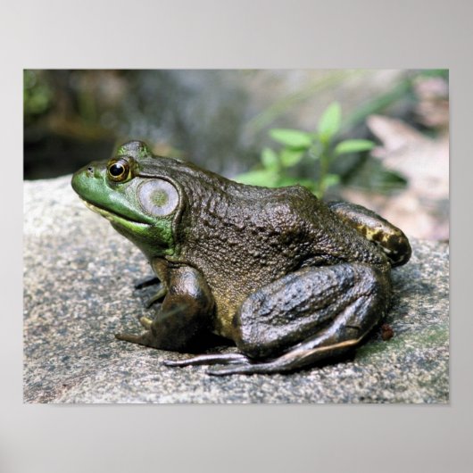 Bullfrog auf Felslandschaft Poster (Vorne)