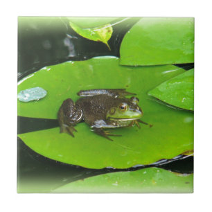 Bullfrog auf Lilypads Fliese