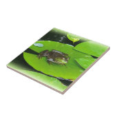 Bullfrog auf Lilypads Fliese (Seite)