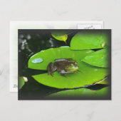 Bullfrog auf Lilypads Postkarte (Vorne/Hinten)