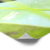 Bullfrog Baden Beauty Poster (Ecke)