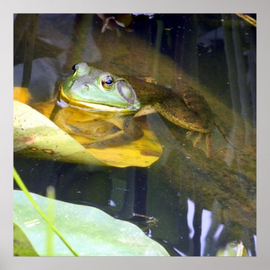 Bullfrog Baden Beauty Poster (Vorne)