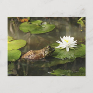 Bullfrog in Lily Pond Postkarte
