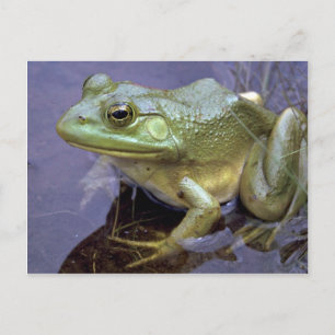 Bullfrog, Lake St. Peter, Ontario, Kanada Postkarte