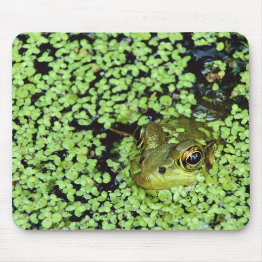 Bullfrog (Pyxicephalus adspersus) in Entenkraut Mousepad (Vorne)