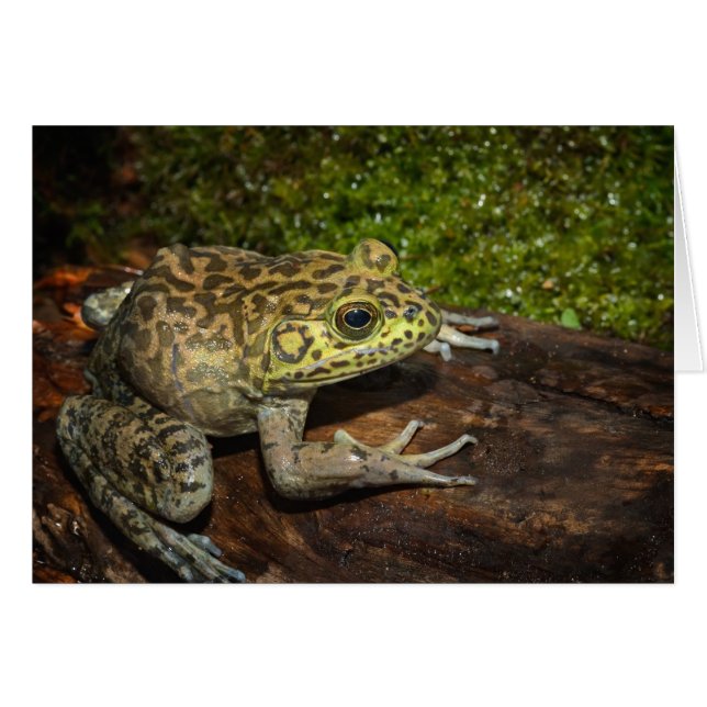 Bullfrog, Rana catesbeiana (Vorderseite (Horizontal))