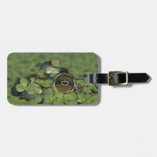 Bullfrog, Rana catesbeiana, erwachsen in Entenkrau Gepäckanhänger
