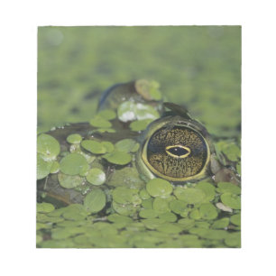 Bullfrog, Rana catesbeiana, erwachsen in Entenkrau Notizblock