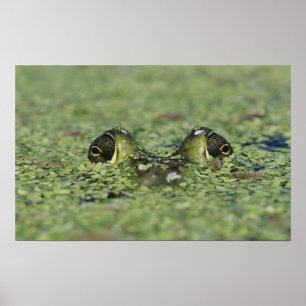 Bullfrog, Rana catesbeiana, erwachsen in Entenkrau Poster