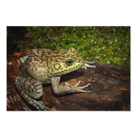 Bullfrog, Rana catesbeiana Fotodruck (Vorne)