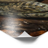 Bullfrog, Rana catesbeiana Fotodruck (Ecke)