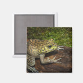 Bullfrog, Rana catesbeiana Magnet (Vorderseite/Rückseite)
