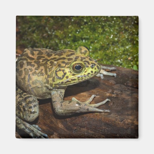 Bullfrog, Rana catesbeiana Magnet (Vorne)