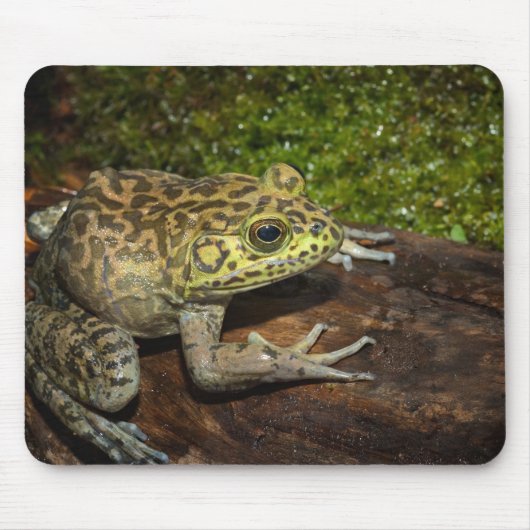 Bullfrog, Rana catesbeiana Mousepad (Vorne)