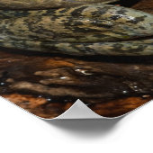 Bullfrog, Rana catesbeiana Poster (Ecke)