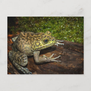 Bullfrog, Rana catesbeiana Postkarte
