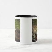 Bullfrog, Rana catesbeiana Tasse (Zentrum)