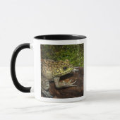 Bullfrog, Rana catesbeiana Tasse (Links)