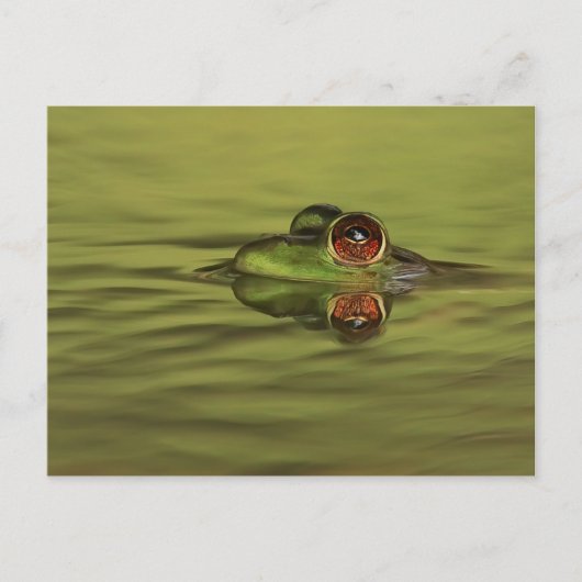 Bullfrog Schwimmen Postkarte (Vorderseite)