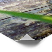 Bullfrosch Bliss Poster (Ecke)