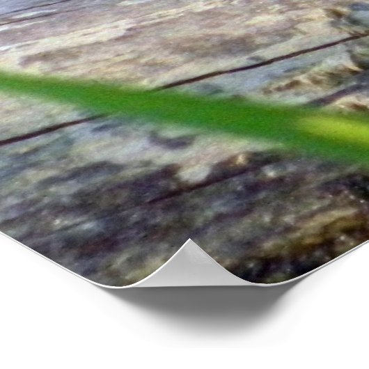 Bullfrosch Bliss Poster (Ecke)