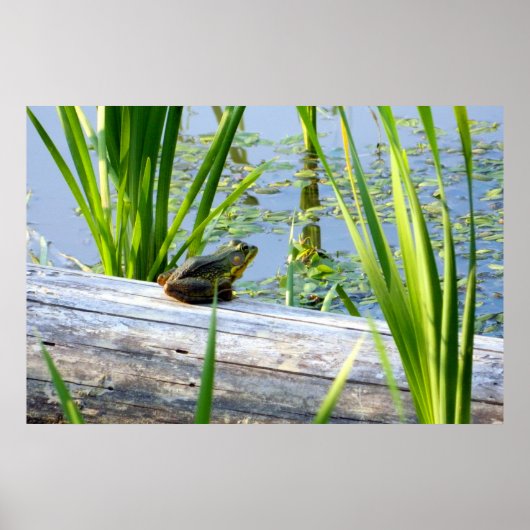 Bullfrosch Bliss Poster (Vorne)