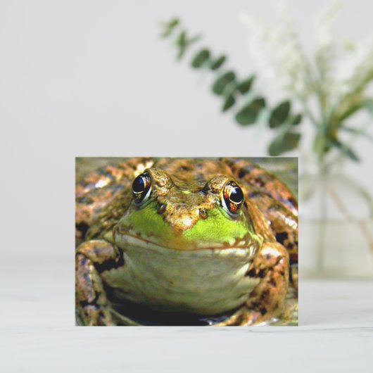 Bullfrosch-Foto Postkarte (Stehend Vorderseite)